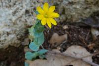Blackstonia perfoliata