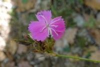Dianthus carthusianorum