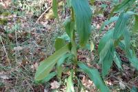 Digitalis lutea