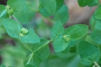 Euphorbia peplus