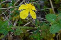 Helianthemum nummularium