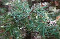Juniperus communis