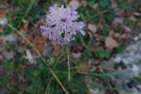Scabiosa columbaria