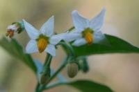 Solanum nigrum