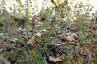 Teucrium chamaedrys