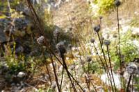 Globularia bisnagarica