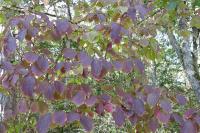 Cornus sanguinea
