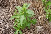 Mercurialis annua