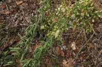 Erigeron canadensis