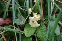 Primula vulgaris