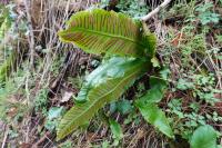 Asplenium scolopendrium