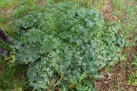 Silybum marianum