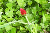 Trifolium incarnatum