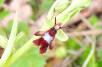 Ophrys insectifera