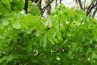 Aesculus hippocastanum