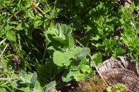 Mentha suaveolens