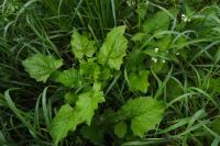 Lapsana communis