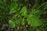 Sonchus oleraceus