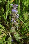 Ajuga reptans