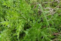 Carduus crispus