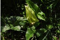 Arum italicum
