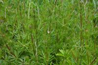 Galium aparine