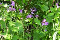 Lunaria annua
