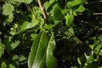 Prunus laurocerasus