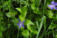 Vinca major