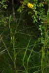 Tragopogon pratensis