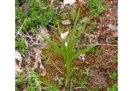 Cephalanthera longifolia