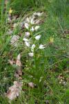 Cephalanthera longifolia