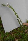 Arabis hirsuta