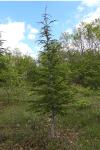 Cedrus atlantica