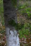 Cedrus atlantica
