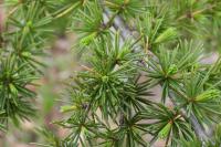 Cedrus atlantica
