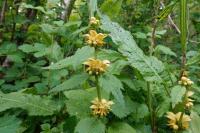 Lamium galeobdolon