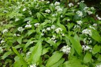 Allium ursinum