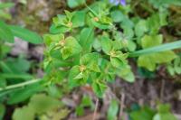 Euphorbia dulcis