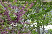 Cercis siliquastrum