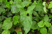 Arum maculatum
