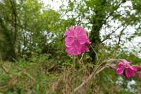 Silene dioica