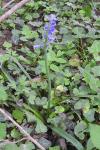 Hyacinthoides non-scripta