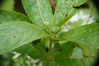 Mercurialis perennis