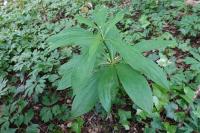 Lilium martagon