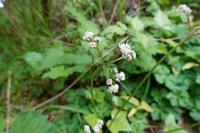 Sanicula europaea