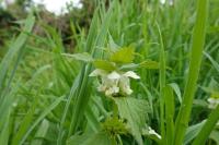 Lamium album