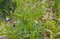 Helleborus foetidus
