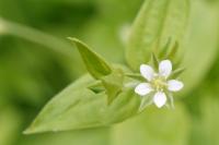 Moehringia trinervia