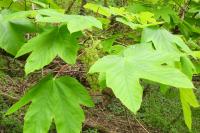 Acer pseudoplatanus